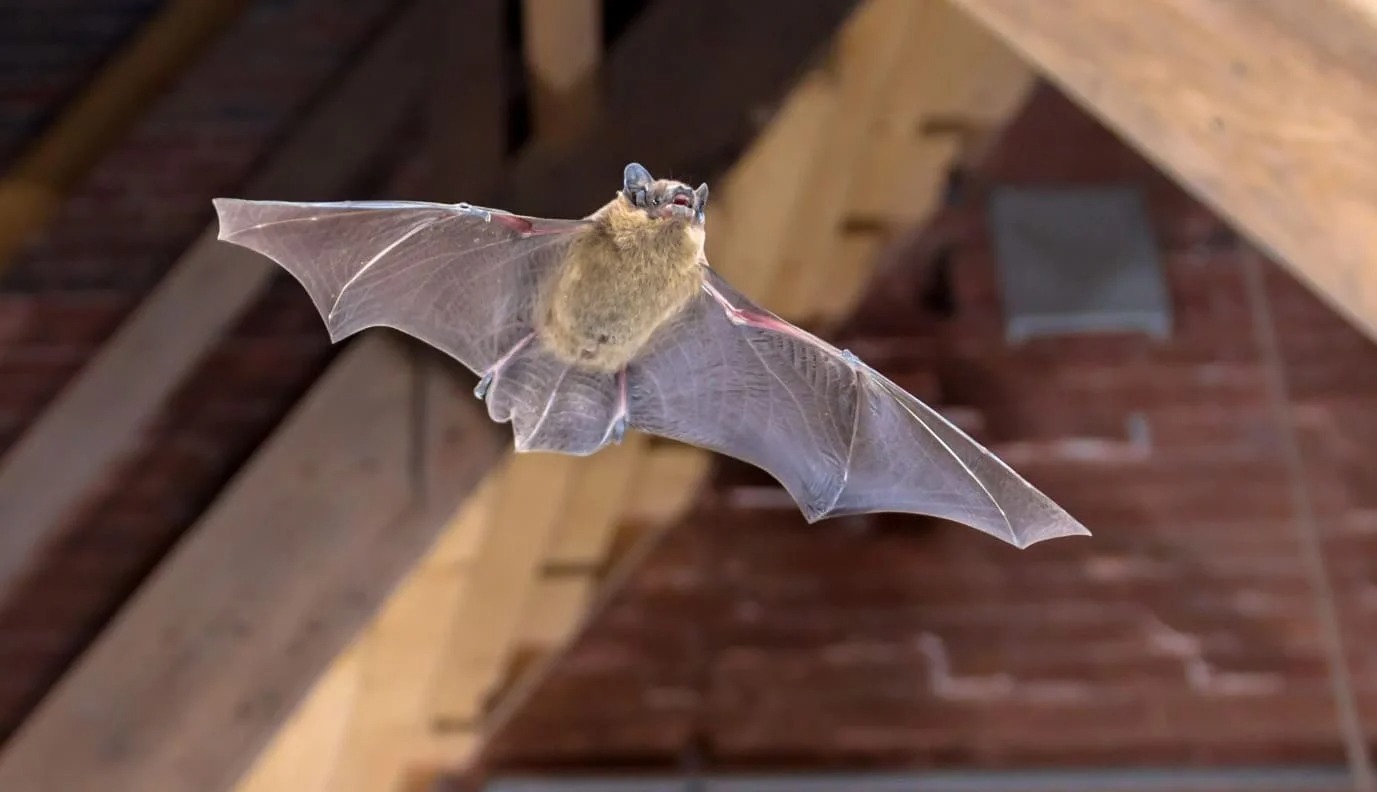 6 vật tự nhi&ecirc;n v&agrave;o nh&agrave; được xem l&agrave; dấu hiệu Thần T&agrave;i gh&eacute; thăm, chớ vội xua đuổi- Ảnh 2.