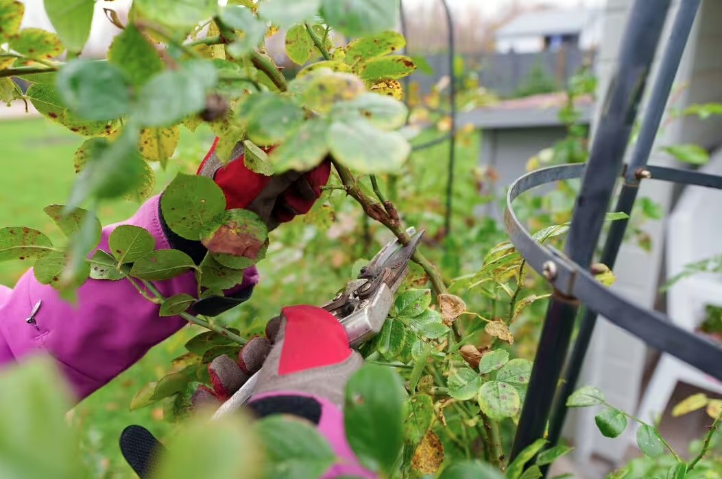 5 loại c&acirc;y cần cắt tỉa ngay l&uacute;c n&agrave;y để c&oacute; m&ugrave;a h&egrave; bung nở- Ảnh 1.