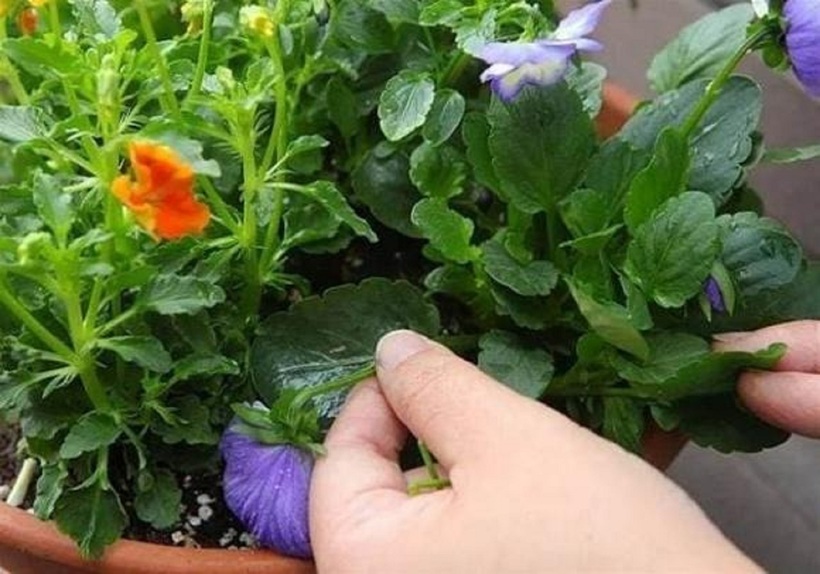 C&oacute; n&ecirc;n tưới nước ấm cho chậu hoa- Ảnh 2.