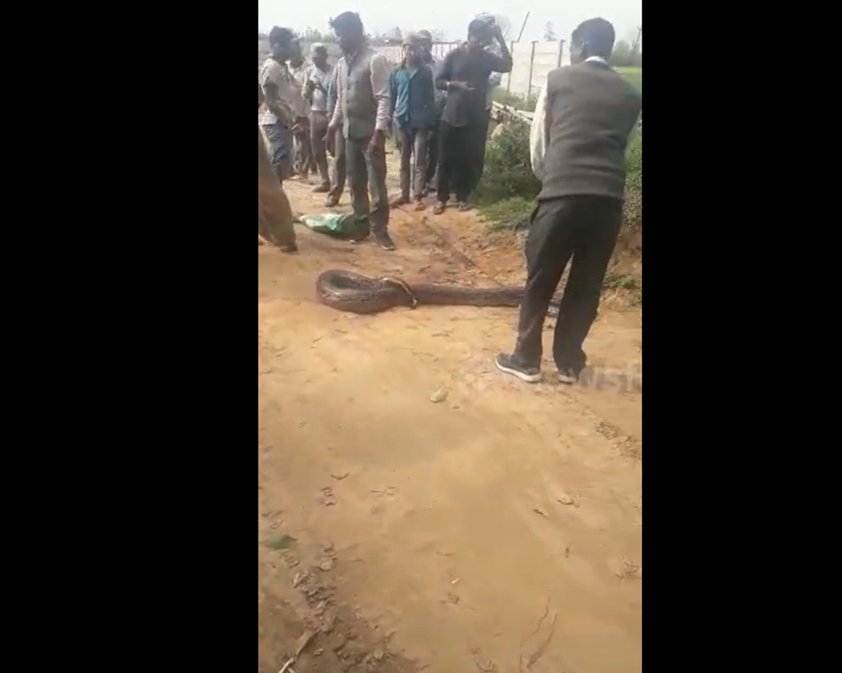 Đang đi dạo, người d&acirc;n ph&aacute;t hiện cảnh tượng "nổi da g&agrave;" giữa đường- Ảnh 1.