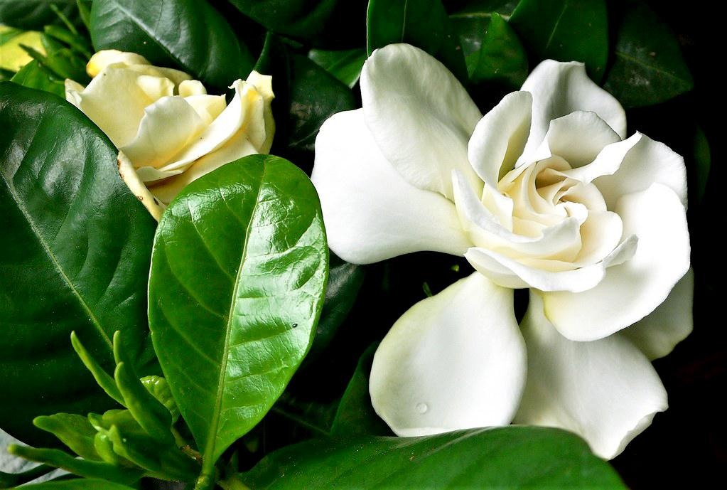 Hoa D&agrave;nh D&agrave;nh l&agrave; hoa g&igrave; m&agrave; g&acirc;y sốt mạng x&atilde; hội?- Ảnh 1.