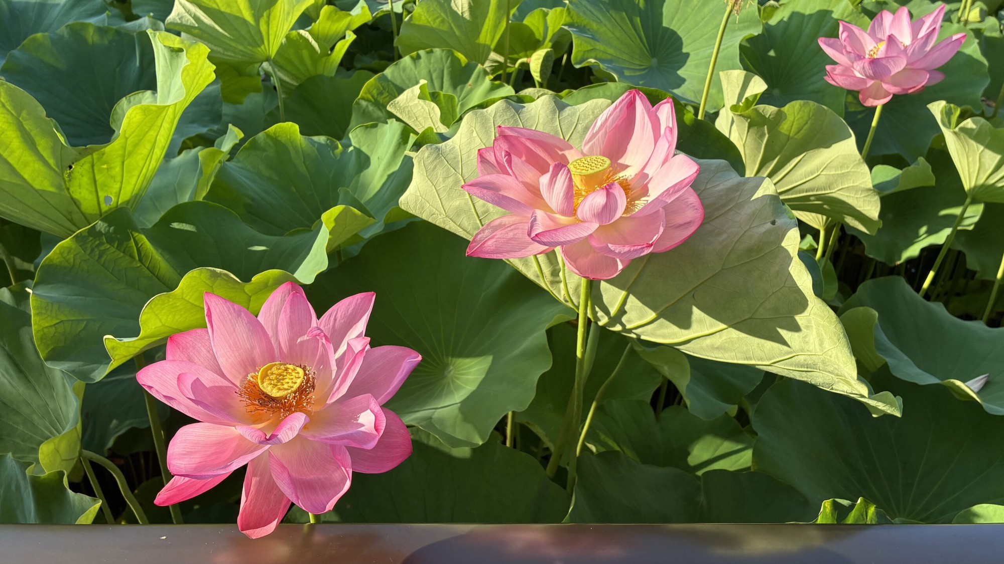 7 loại c&acirc;y mang lại may mắn, n&ecirc;n trồng ngay trong vườn nh&agrave;- Ảnh 5.