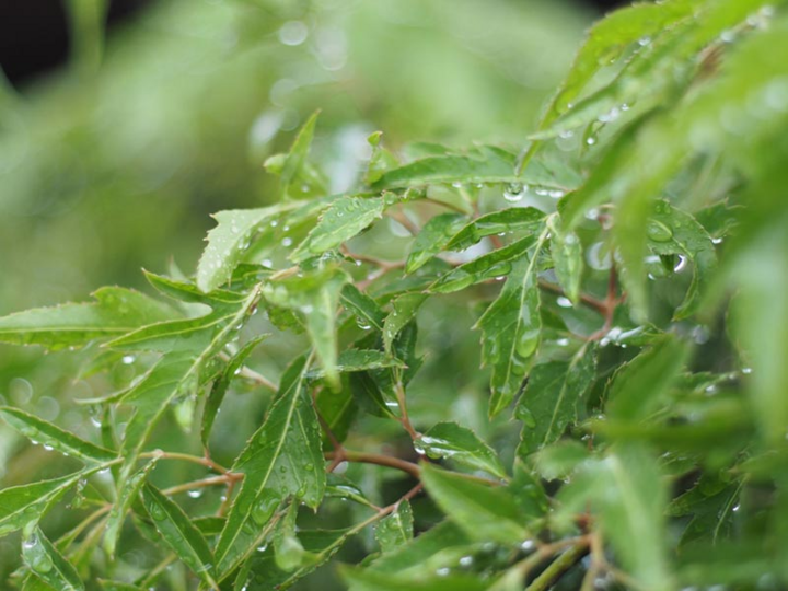 B&agrave;i thuốc từ c&acirc;y đinh lăng- Ảnh 1.