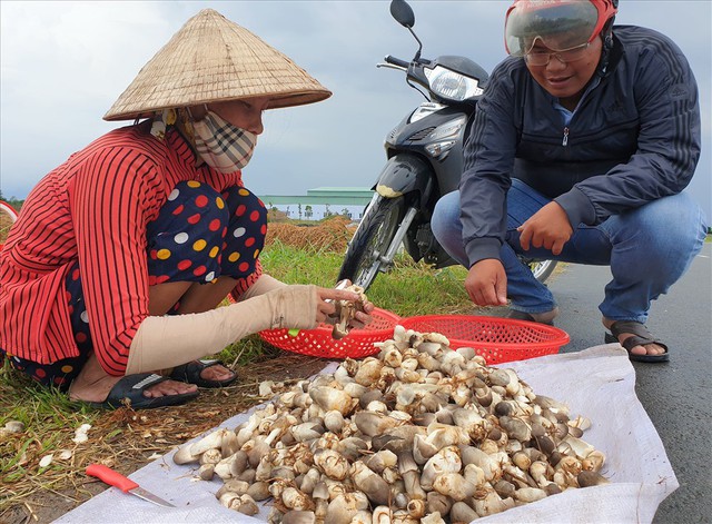 Đặc sản từ thứ bị vứt đi, được cố Thủ tướng nhắc tới: Nay gi&aacute; gần 100.000đ/kg, gi&uacute;p nhiều nh&agrave; đổi đời- Ảnh 3.