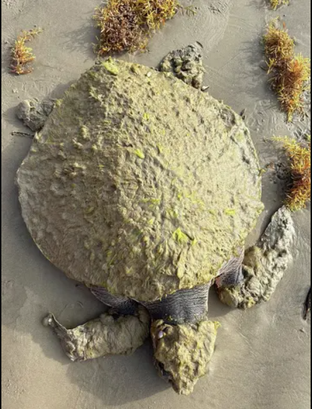 Cứu hộ tưởng nh&igrave;n nhầm khi thấy sinh vật đầy 