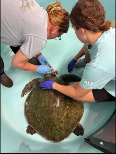 Cứu hộ tưởng nh&igrave;n nhầm khi thấy sinh vật đầy 