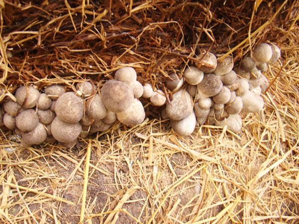 Đặc sản từ thứ bị vứt đi, được cố Thủ tướng nhắc tới: Nay gi&aacute; gần 100.000đ/kg, gi&uacute;p nhiều nh&agrave; đổi đời- Ảnh 2.