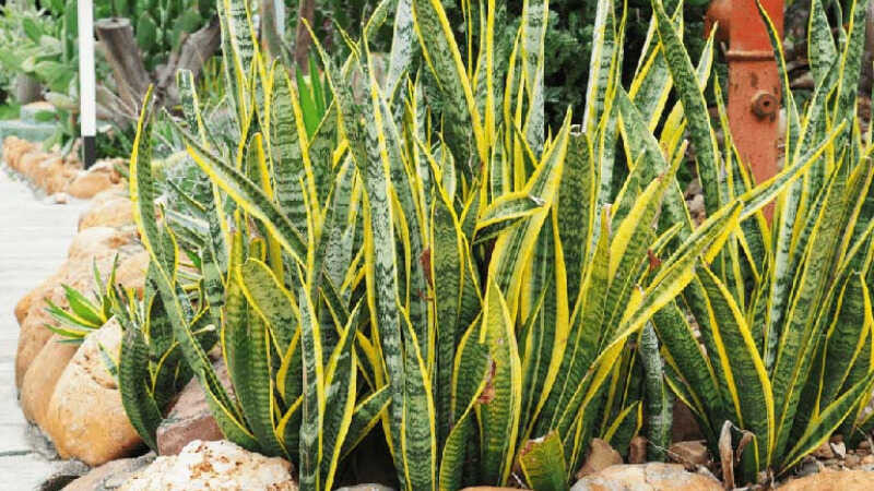 3 loại c&acirc;y trồng trong vườn nh&agrave;, rắn sợ tr&aacute;nh xa, gia chủ c&oacute; th&ecirc;m t&agrave;i lộc- Ảnh 2.