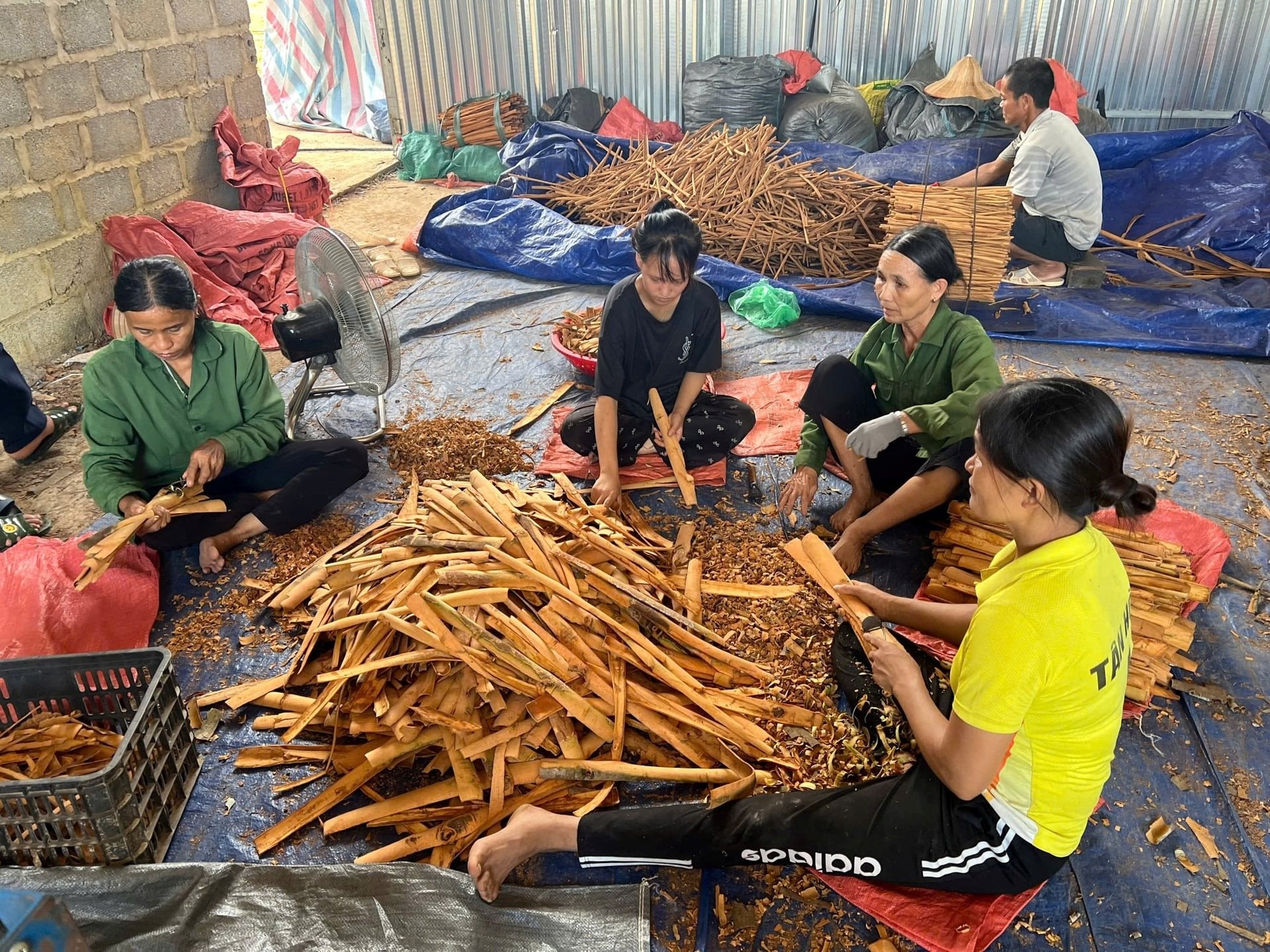 Loại c&acirc;y &ldquo;thơm từ gốc đến ngọn&rdquo; phủ k&iacute;n 1.400ha ở một x&atilde;, doanh thu 4 tỷ/năm- Ảnh 1.