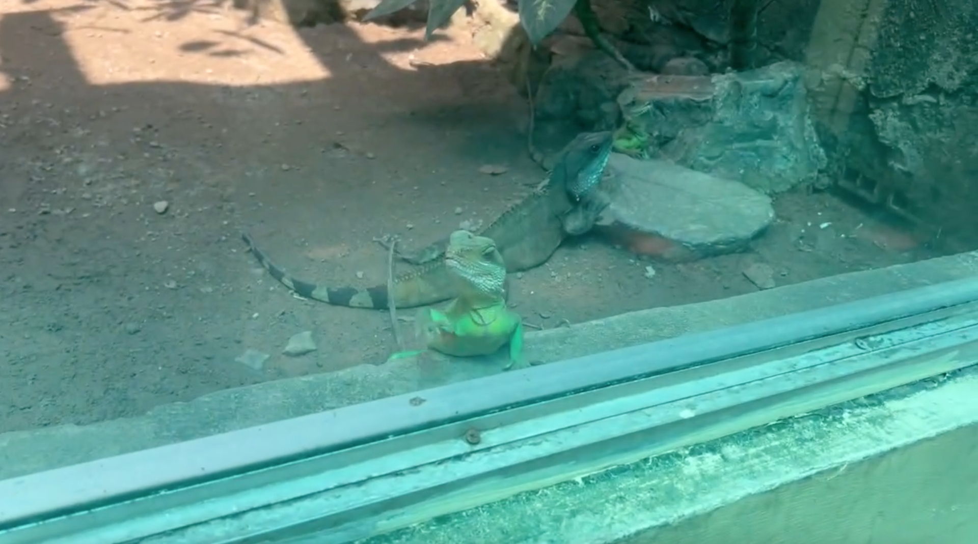 Clip kỳ nh&ocirc;ng ở Thảo Cầm Vi&ecirc;n vẫy kh&aacute;ch đang tăng view ầm ầm- Ảnh 2.