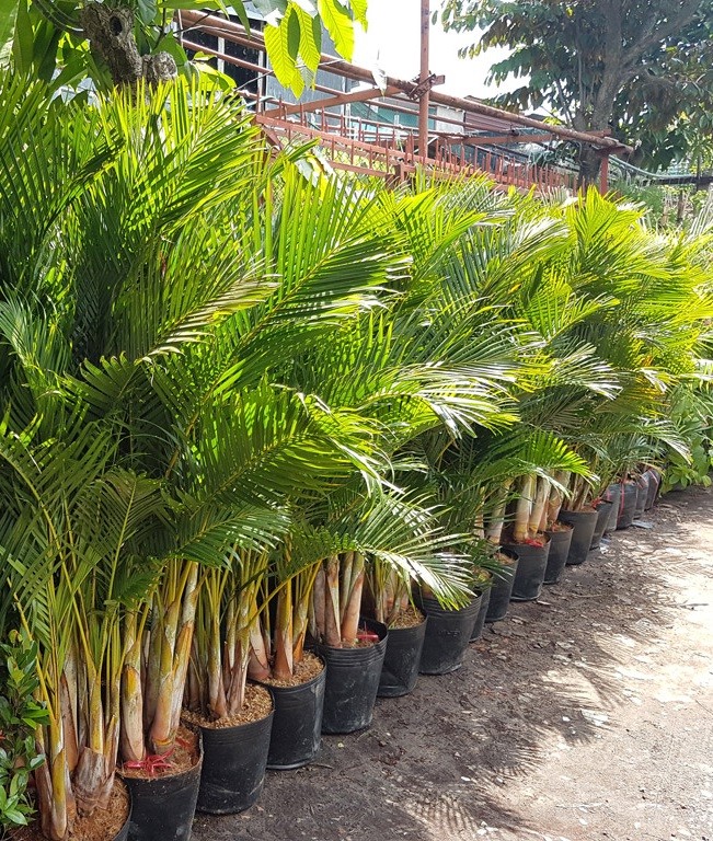 10 loại c&acirc;y may mắn n&ecirc;n trồng trước s&acirc;n nh&agrave;- Ảnh 3.