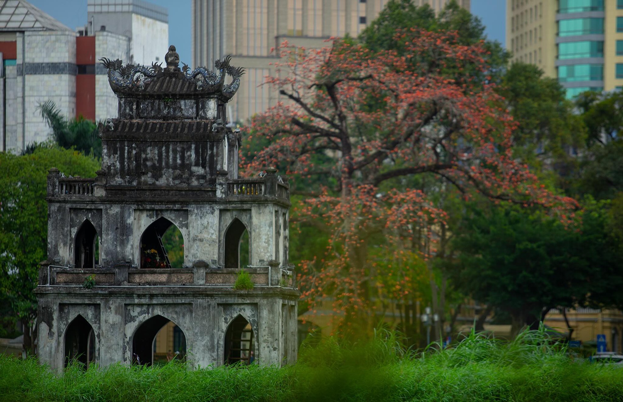 Ngắm "cụ gạo" trăm tuổi rực rỡ g&oacute;c trời H&agrave; Nội: K&yacute; ức tuổi thơ quen thuộc của bao thế hệ mỗi độ th&aacute;ng 3 về- Ảnh 19.