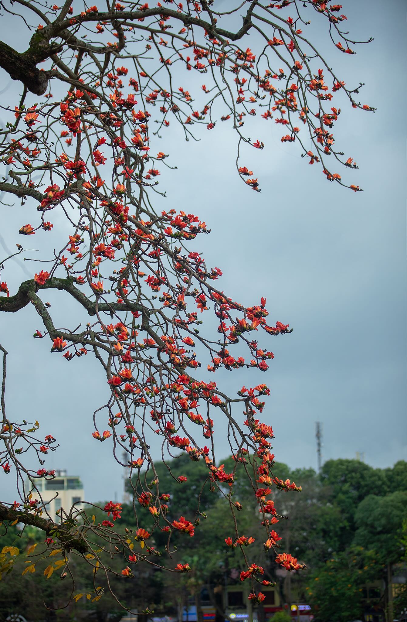 Ngắm "cụ gạo" trăm tuổi rực rỡ g&oacute;c trời H&agrave; Nội: K&yacute; ức tuổi thơ quen thuộc của bao thế hệ mỗi độ th&aacute;ng 3 về- Ảnh 18.