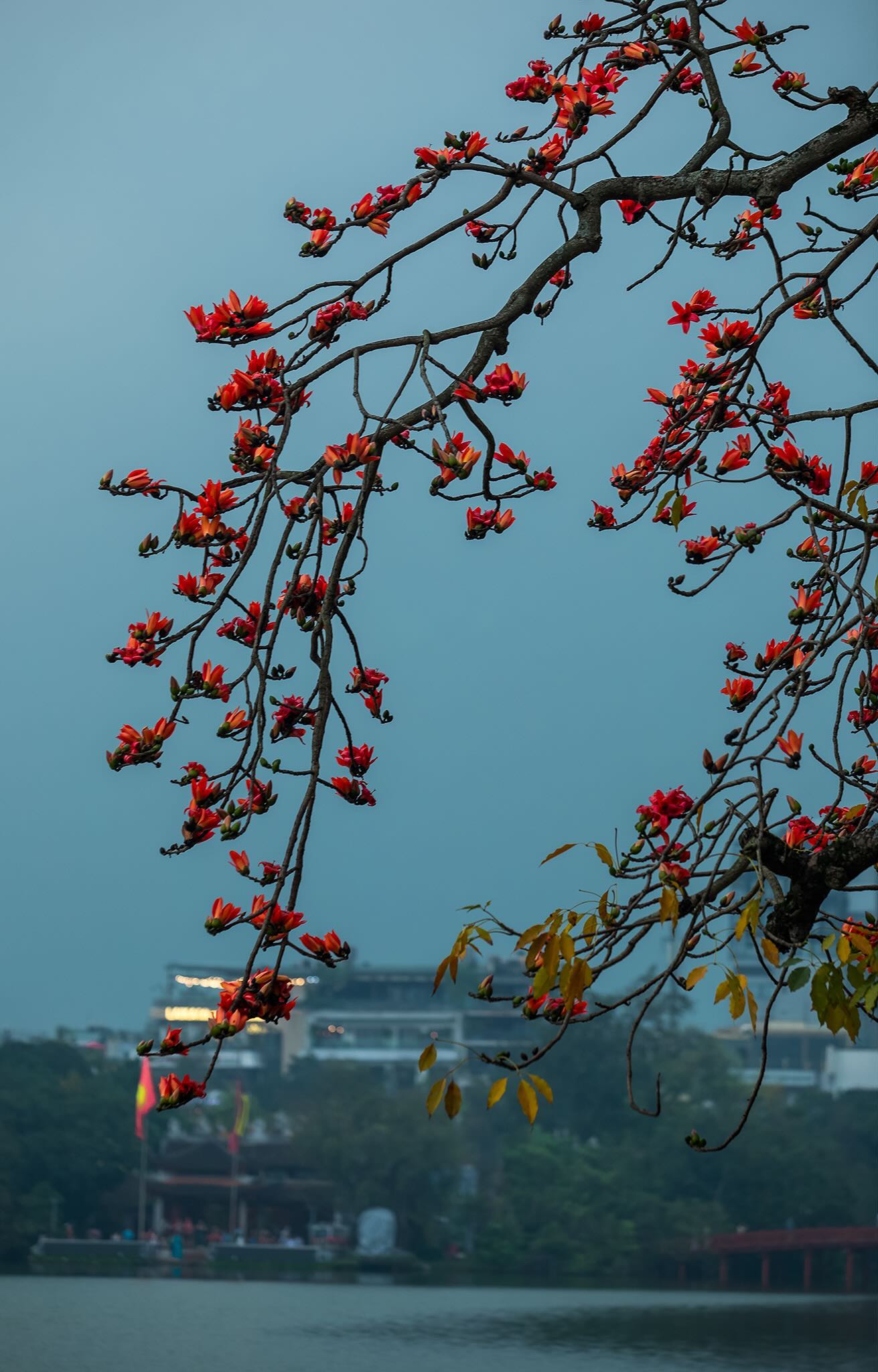 Ngắm "cụ gạo" trăm tuổi rực rỡ g&oacute;c trời H&agrave; Nội: K&yacute; ức tuổi thơ quen thuộc của bao thế hệ mỗi độ th&aacute;ng 3 về- Ảnh 15.