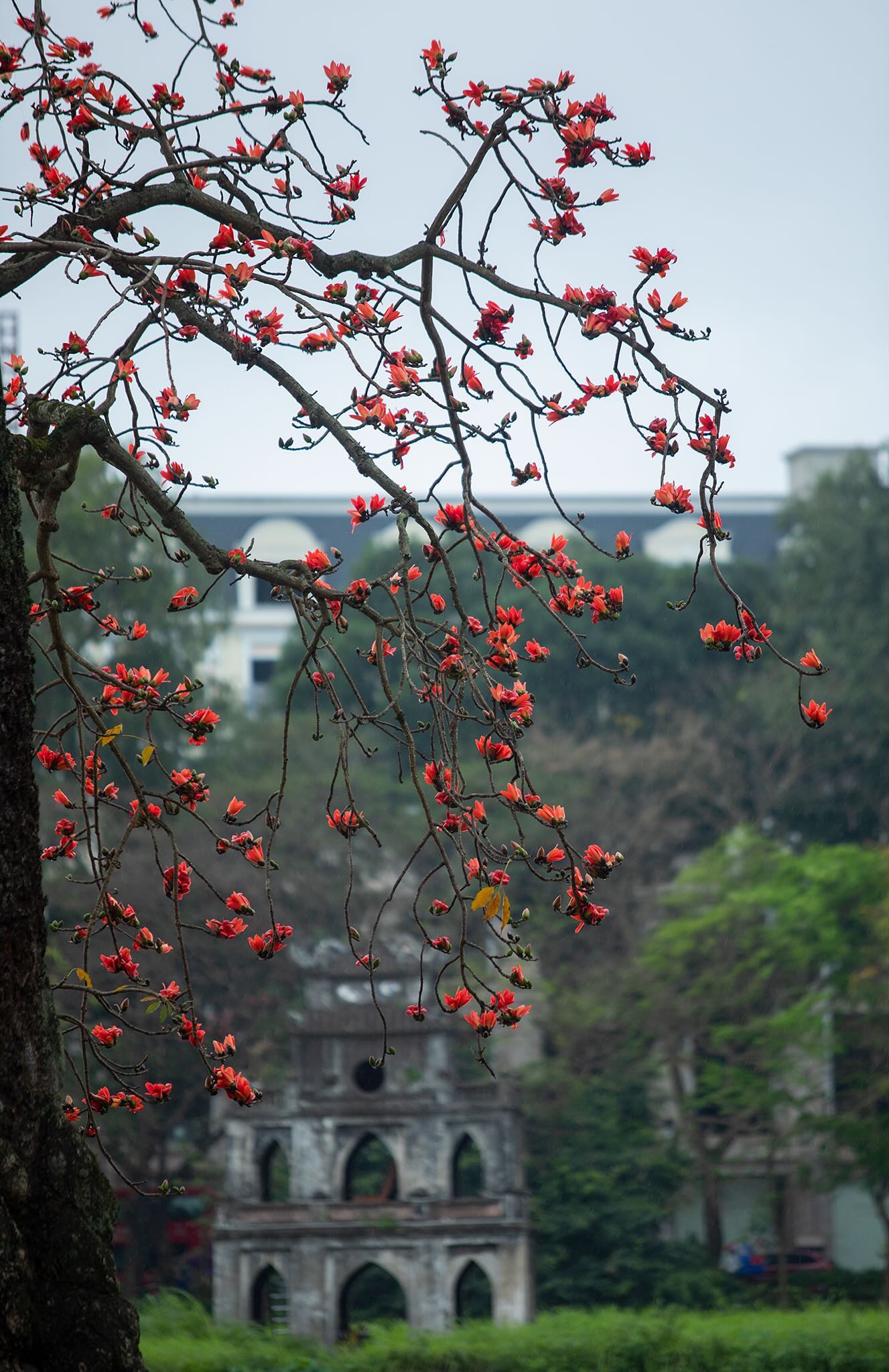 Ngắm "cụ gạo" trăm tuổi rực rỡ g&oacute;c trời H&agrave; Nội: K&yacute; ức tuổi thơ quen thuộc của bao thế hệ mỗi độ th&aacute;ng 3 về- Ảnh 16.