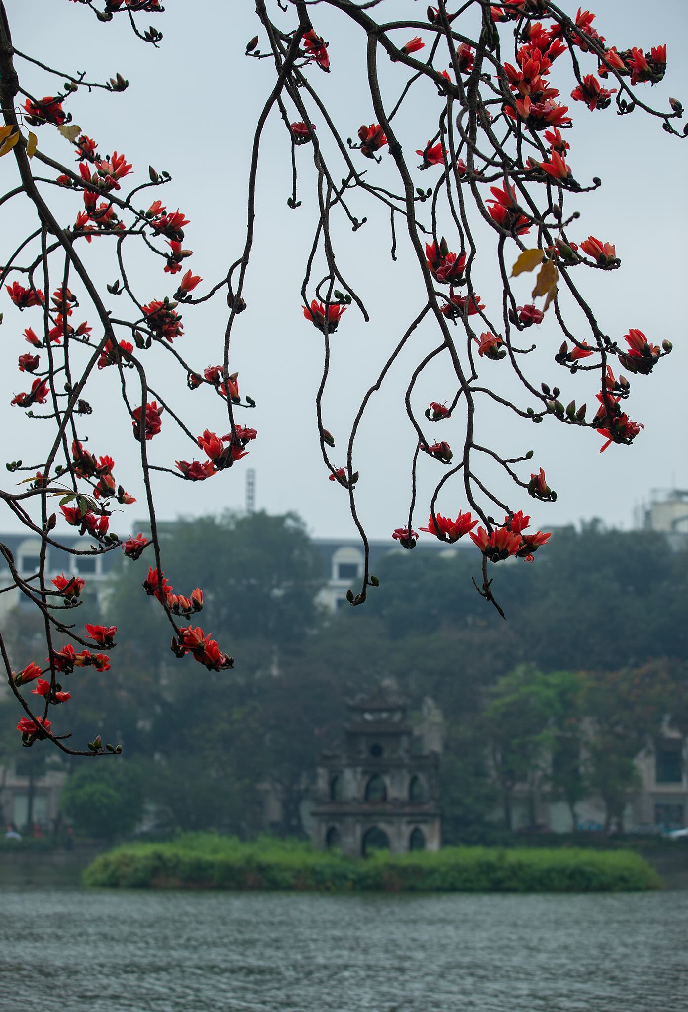 Ngắm "cụ gạo" trăm tuổi rực rỡ g&oacute;c trời H&agrave; Nội: K&yacute; ức tuổi thơ quen thuộc của bao thế hệ mỗi độ th&aacute;ng 3 về- Ảnh 17.
