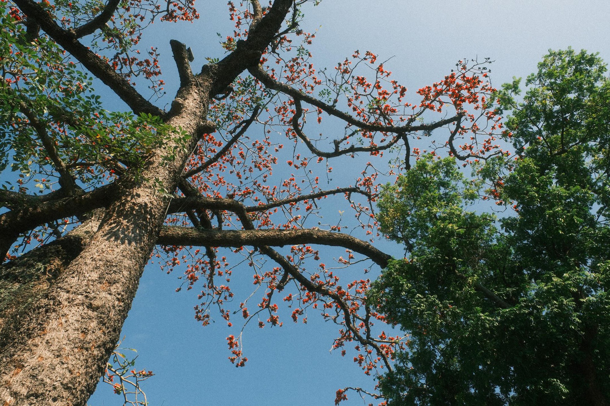 Ngắm "cụ gạo" trăm tuổi rực rỡ g&oacute;c trời H&agrave; Nội: K&yacute; ức tuổi thơ quen thuộc của bao thế hệ mỗi độ th&aacute;ng 3 về- Ảnh 7.