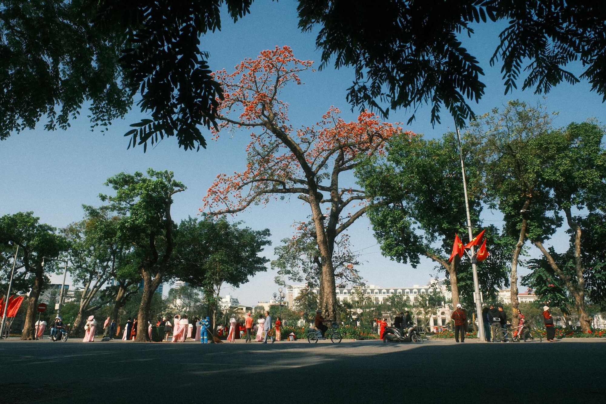 Ngắm "cụ gạo" trăm tuổi rực rỡ g&oacute;c trời H&agrave; Nội: K&yacute; ức tuổi thơ quen thuộc của bao thế hệ mỗi độ th&aacute;ng 3 về- Ảnh 8.