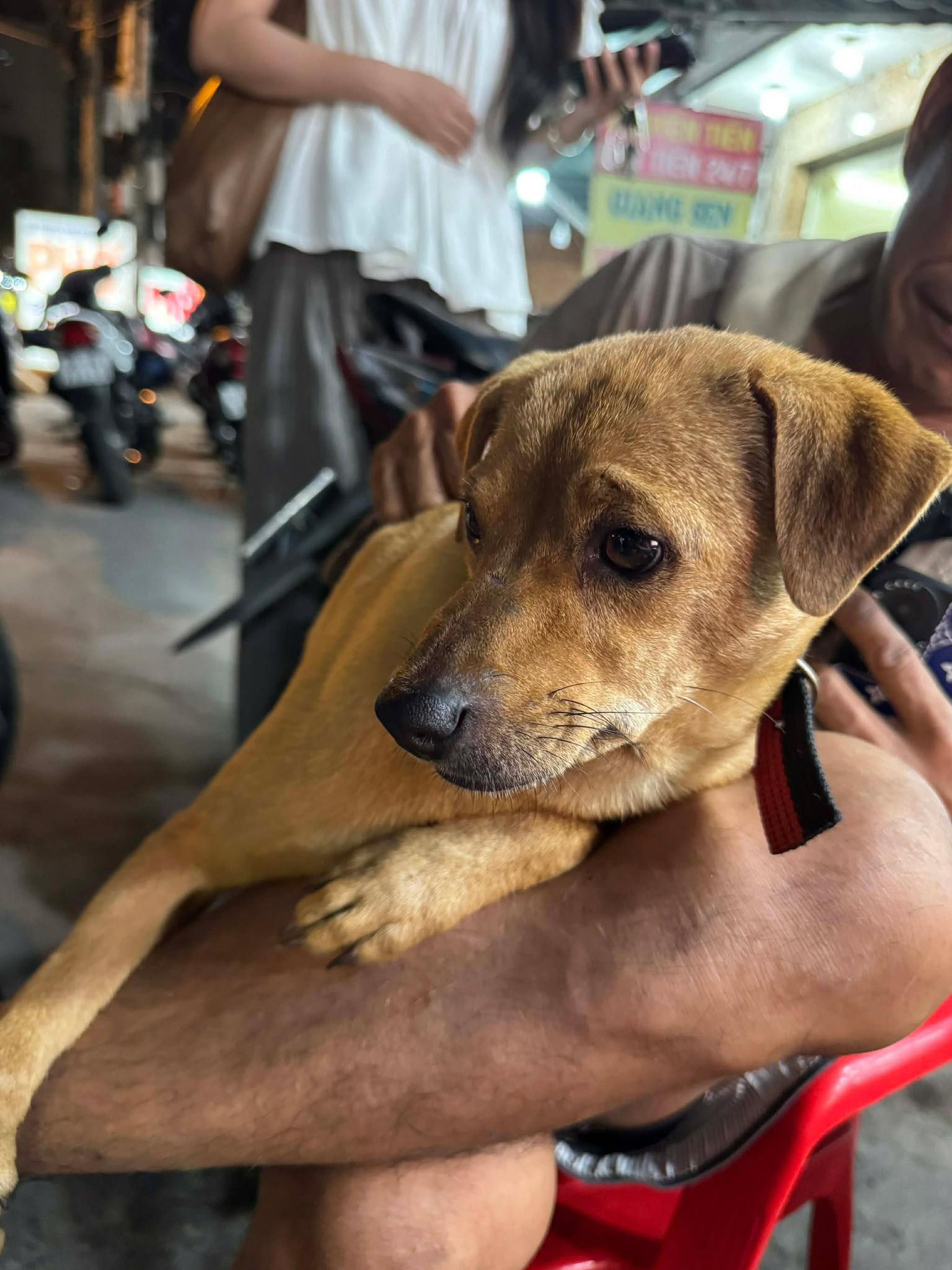 Gặp người đ&agrave;n &ocirc;ng suốt 1 th&aacute;ng rong ruổi từ Long An l&ecirc;n TP.HCM t&igrave;m ch&uacute; ch&oacute; nh&agrave; g&acirc;y x&uacute;c động, cuối c&ugrave;ng điều kỳ diệu đ&atilde; xảy ra!- Ảnh 2.