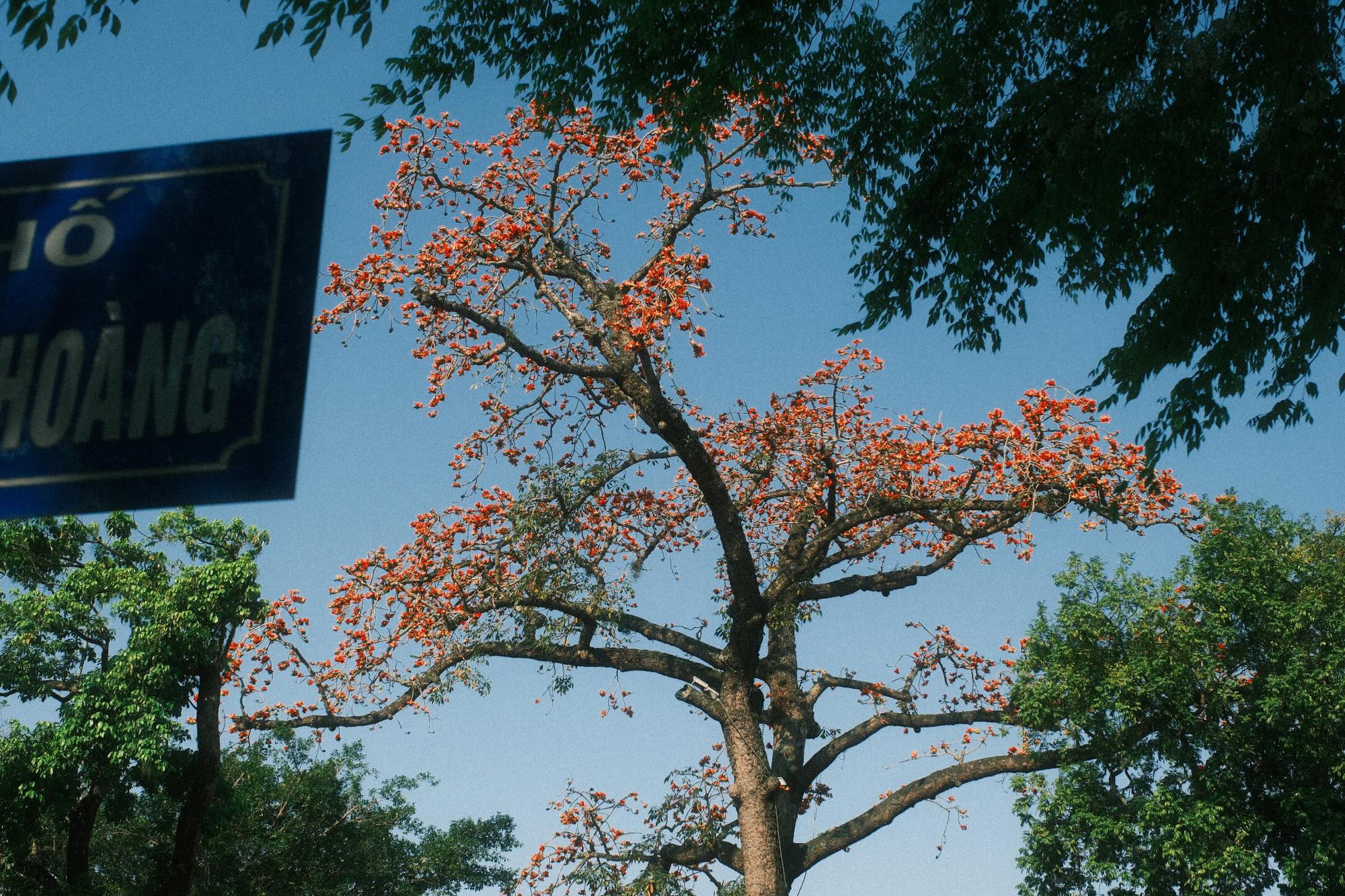 Ngắm "cụ gạo" trăm tuổi rực rỡ g&oacute;c trời H&agrave; Nội: K&yacute; ức tuổi thơ quen thuộc của bao thế hệ mỗi độ th&aacute;ng 3 về- Ảnh 9.