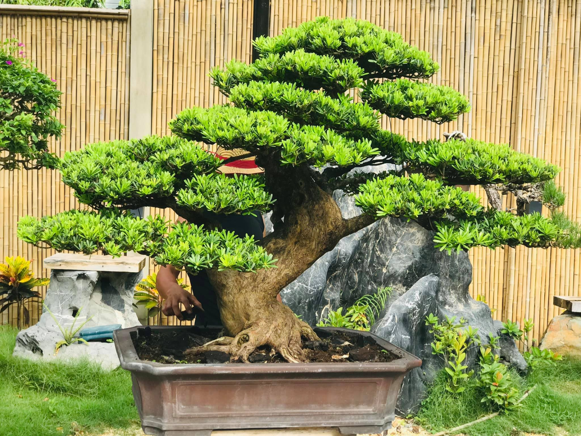 10 loại c&acirc;y may mắn n&ecirc;n trồng trước s&acirc;n nh&agrave;- Ảnh 4.