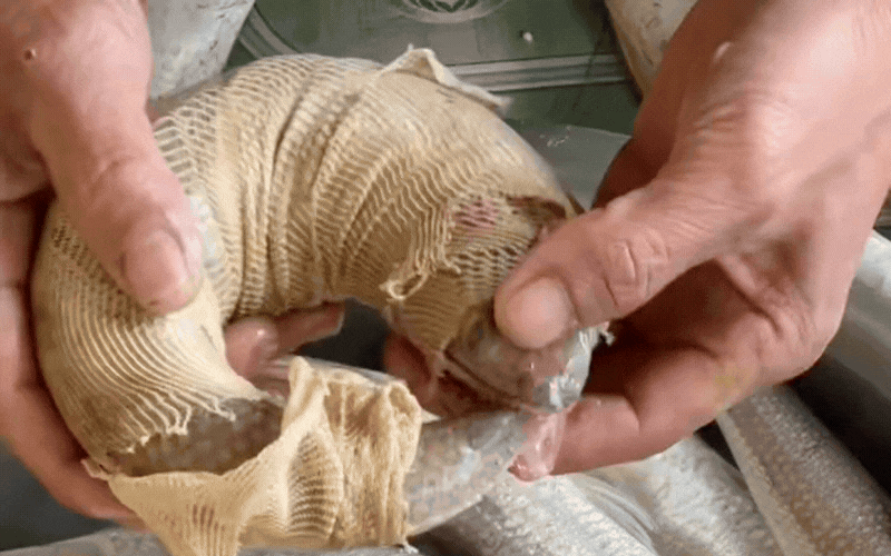 Loại đặc sản ở Nghệ An hồi xưa chỉ nh&agrave; gi&agrave;u hoặc b&agrave; đẻ mới được ăn: Chỉ khoảng 200k/kg m&agrave; nay được thực kh&aacute;ch mu&ocirc;n phương m&ecirc; mẩn- Ảnh 4.