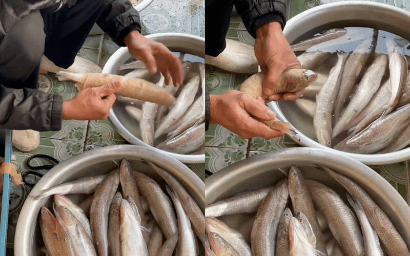 Loại đặc sản ở Nghệ An hồi xưa chỉ nh&agrave; gi&agrave;u hoặc b&agrave; đẻ mới được ăn: Chỉ khoảng 200k/kg m&agrave; nay được thực kh&aacute;ch mu&ocirc;n phương m&ecirc; mẩn- Ảnh 3.