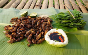 Con đặc sản &ldquo;nh&igrave;n đ&atilde; thấy sợ&rdquo; ở T&acirc;y Bắc xưa kh&ocirc;ng ai ng&oacute;, nay th&agrave;nh m&oacute;n ăn được d&acirc;n nhậu m&ecirc; t&iacute;t săn l&ugrave;ng- Ảnh 7.