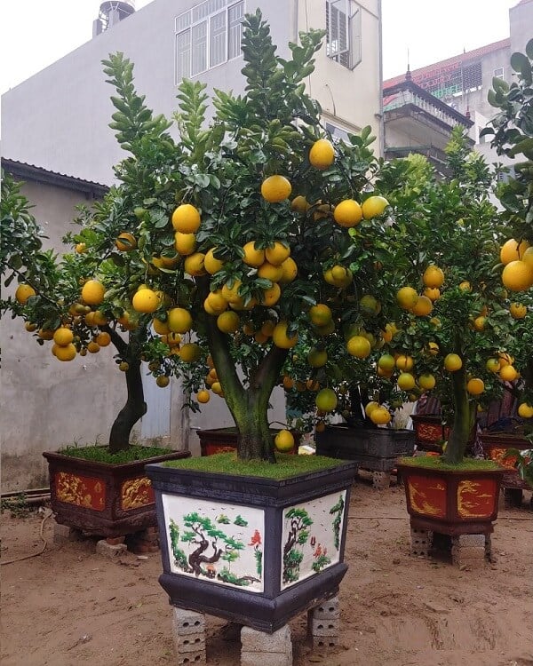 10 loại c&acirc;y may mắn n&ecirc;n trồng trước s&acirc;n nh&agrave;- Ảnh 5.