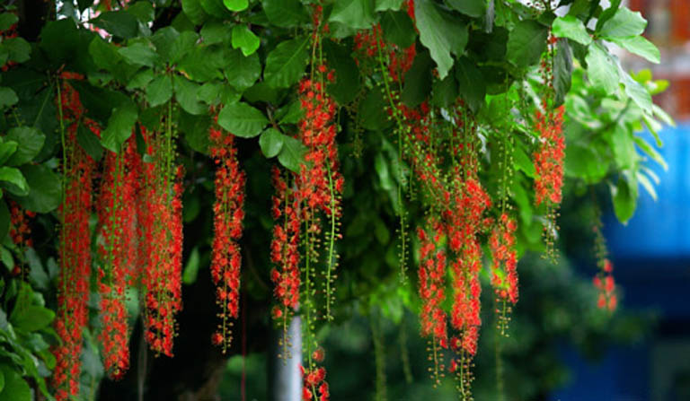 10 loại c&acirc;y may mắn n&ecirc;n trồng trước s&acirc;n nh&agrave;- Ảnh 1.