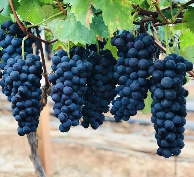 Kh&ocirc;ng phải collagen đắt tiền, 3 loại quả n&agrave;y c&oacute; đầy ở chợ Việt nhưng cực tốt cho phụ nữ: Ăn đều gi&uacute;p bổ kh&iacute; huyết, da hồng h&agrave;o- Ảnh 3.