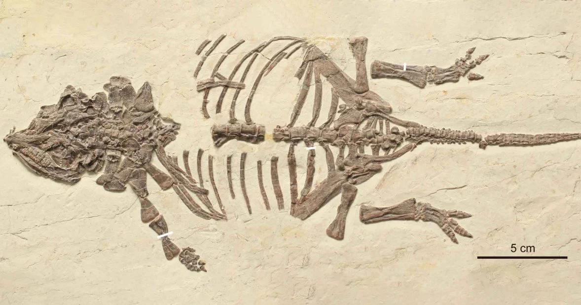 25 năm t&igrave;m ch&acirc;n tướng &ldquo;qu&aacute;i th&uacute; Li&ecirc;u Ninh&rdquo;- Ảnh 1.