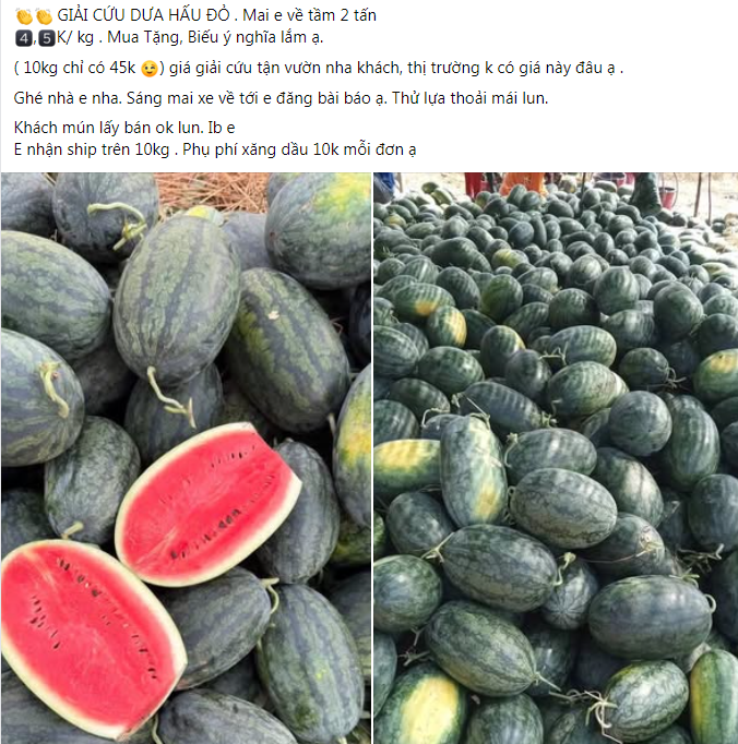 Dưa hấu, xo&agrave;i v&agrave;o m&ugrave;a, gi&aacute; rẻ bất ngờ- Ảnh 9.