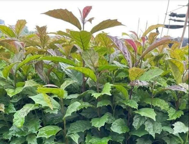 Uống nước xạ đen h&agrave;ng ng&agrave;y c&oacute; tốt?- Ảnh 1.