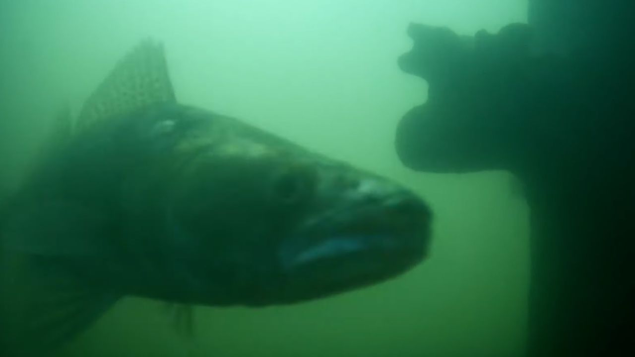 H&agrave;ng triệu người tr&ecirc;n thế giới đang h&aacute;o hức theo d&otilde;i đ&agrave;n c&aacute; bơi qua bơi lại ở H&agrave; Lan: L&yacute; do rất th&uacute; vị v&agrave; quan trọng- Ảnh 2.