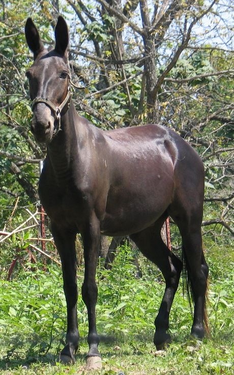 B&iacute; ẩn di truyền khiến lo&agrave;i la gần như v&ocirc; sinh: V&igrave; sao trong hơn 500 năm chỉ c&oacute; dưới 100 con la sinh con?- Ảnh 3.