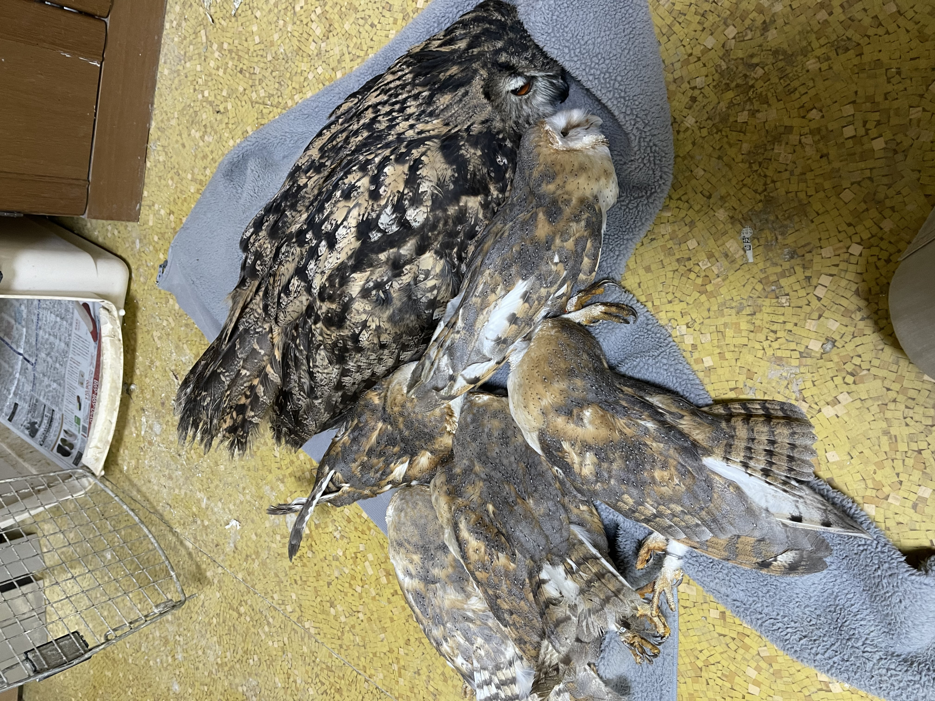 42 con c&uacute; gục chết h&agrave;ng loạt sau v&agrave;i giờ chỉ bởi l&yacute; do kh&ocirc;ng tưởng- Ảnh 1.