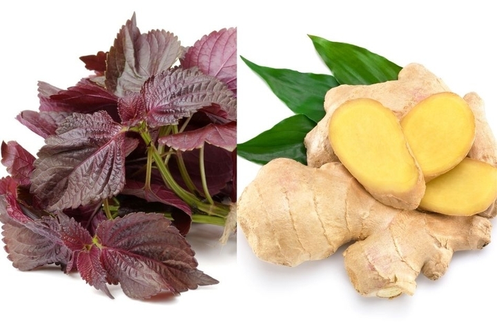 B&agrave;i thuốc từ l&aacute; t&iacute;a t&ocirc; nấu với gừng ai cũng cần biết- Ảnh 1.