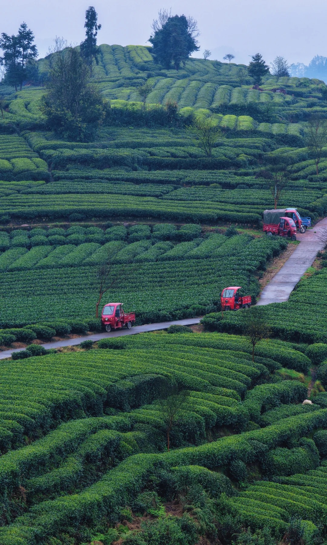 Lạc v&agrave;o phi&ecirc;n chợ lạ kỳ nhất th&aacute;ng 4: H&agrave;ng ng&agrave;n "chiếc l&aacute; sen" biết chạy tr&ecirc;n phố để đổi ch&aacute;c l&uacute;c 1 giờ chiều- Ảnh 6.