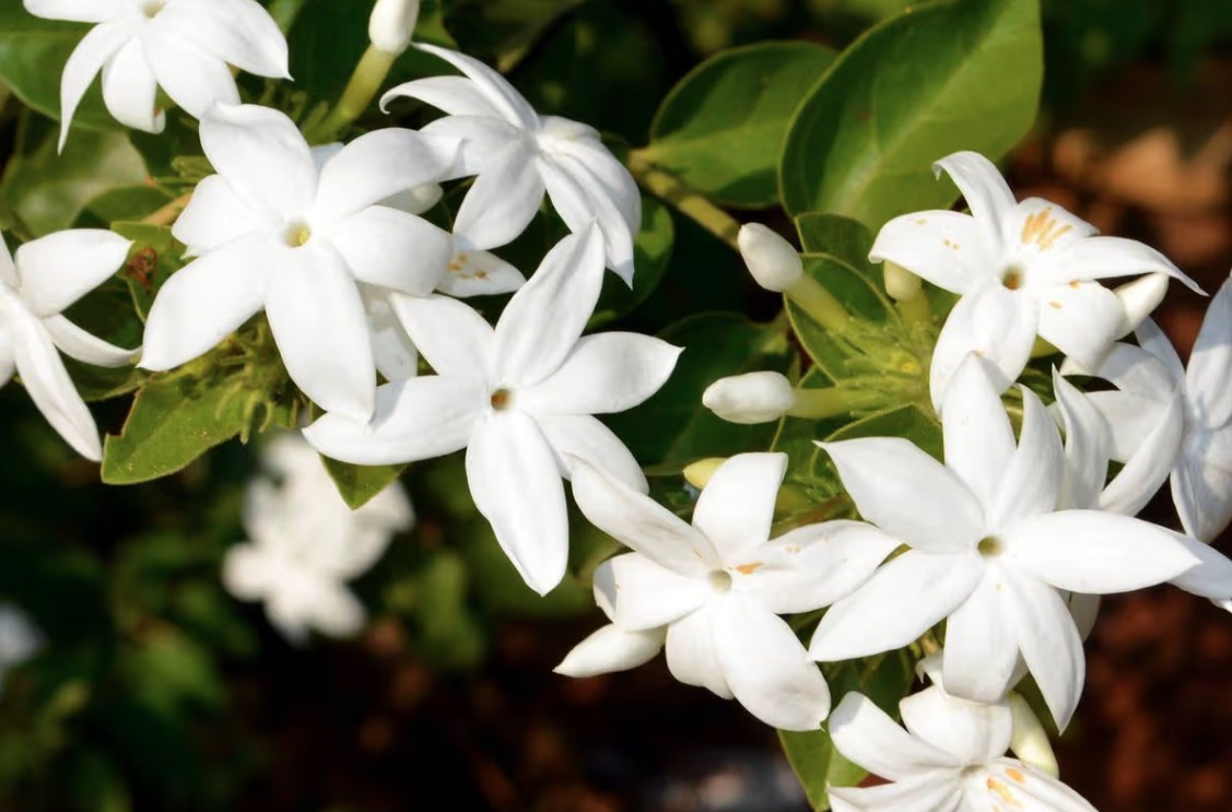 Loại c&acirc;y gi&uacute;p khu vườn thơm ng&aacute;t suốt h&egrave;: Ai cũng n&ecirc;n trồng v&igrave; qu&aacute; dễ chăm!- Ảnh 1.