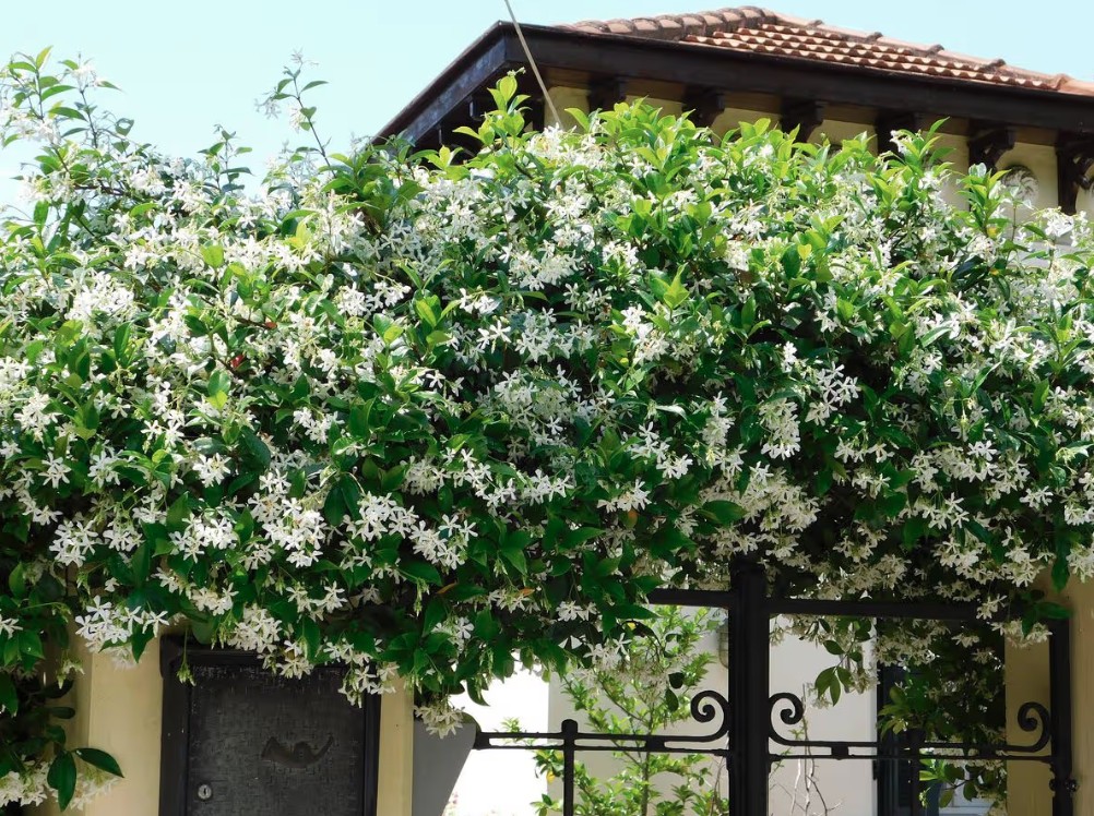 Loại c&acirc;y gi&uacute;p khu vườn thơm ng&aacute;t suốt h&egrave;: Ai cũng n&ecirc;n trồng v&igrave; qu&aacute; dễ chăm!- Ảnh 2.