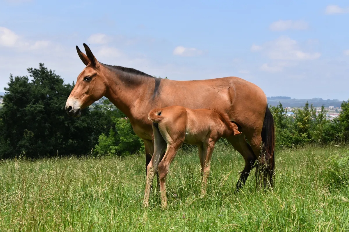 B&iacute; ẩn di truyền khiến lo&agrave;i la gần như v&ocirc; sinh: V&igrave; sao trong hơn 500 năm chỉ c&oacute; dưới 100 con la sinh con?- Ảnh 2.