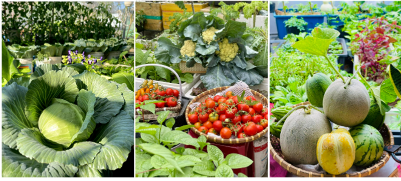 Ngắm khu vườn sân thượng “mùa nào thức nấy” rộng 85m2 của gia đình Đà Nẵng- Ảnh 9. Ngắm khu vườn sân thượng “mùa nào thức nấy” rộng 85m2 của gia đình Đà Nẵng- Ảnh 9.