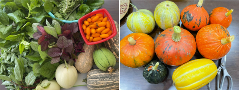 Ngắm khu vườn sân thượng “mùa nào thức nấy” rộng 85m2 của gia đình Đà Nẵng- Ảnh 10. Ngắm khu vườn sân thượng “mùa nào thức nấy” rộng 85m2 của gia đình Đà Nẵng- Ảnh 10.