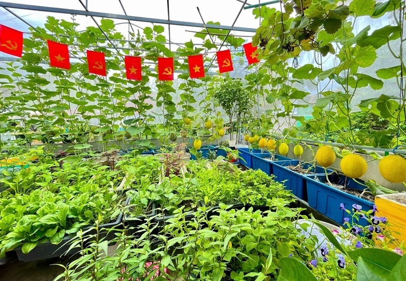 Ngắm khu vườn sân thượng “mùa nào thức nấy” rộng 85m2 của gia đình Đà Nẵng- Ảnh 5. Ngắm khu vườn sân thượng “mùa nào thức nấy” rộng 85m2 của gia đình Đà Nẵng- Ảnh 5.