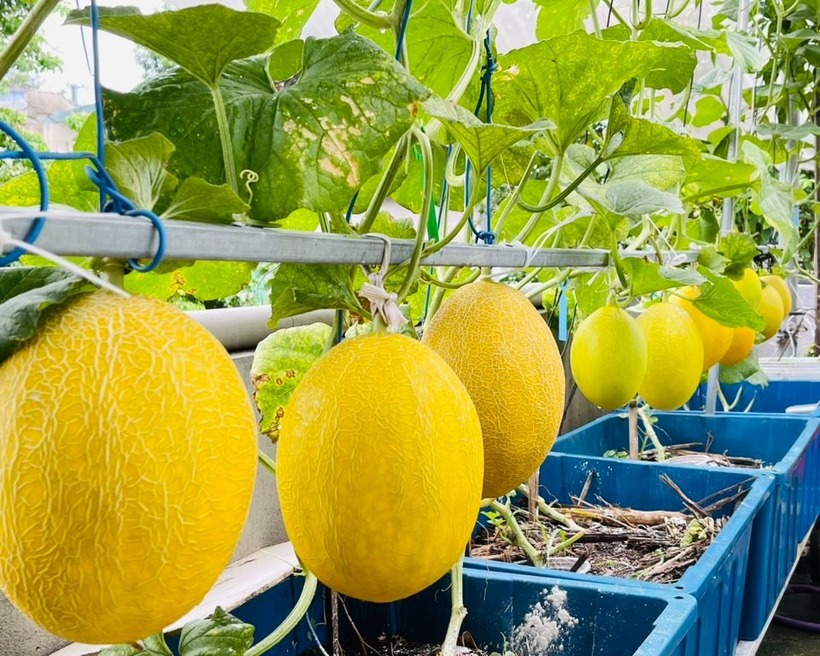 Ngắm khu vườn sân thượng “mùa nào thức nấy” rộng 85m2 của gia đình Đà Nẵng- Ảnh 6. Ngắm khu vườn sân thượng “mùa nào thức nấy” rộng 85m2 của gia đình Đà Nẵng- Ảnh 6.