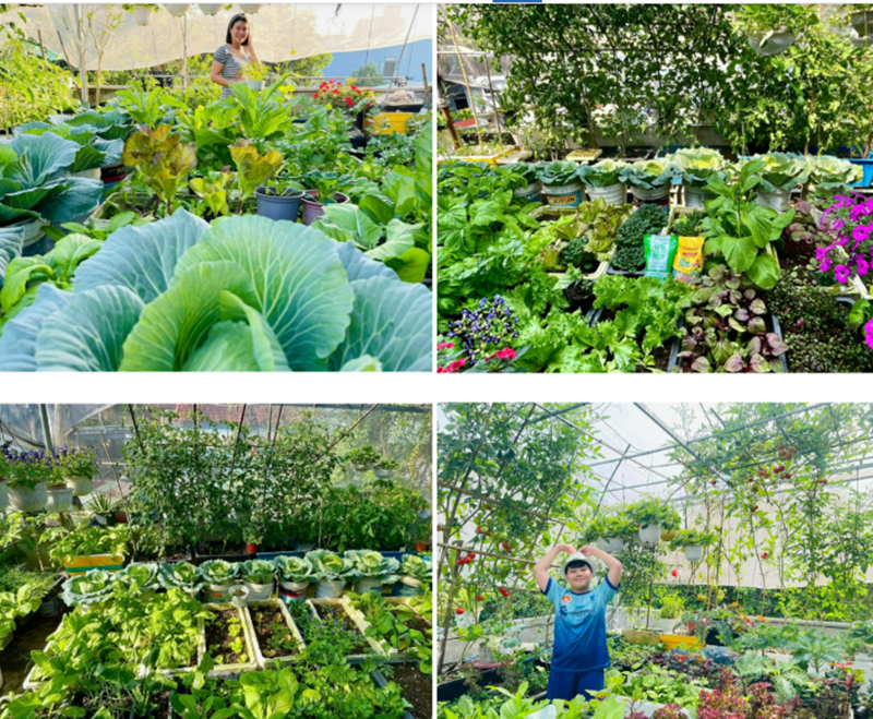 Ngắm khu vườn sân thượng “mùa nào thức nấy” rộng 85m2 của gia đình Đà Nẵng- Ảnh 7. Ngắm khu vườn sân thượng “mùa nào thức nấy” rộng 85m2 của gia đình Đà Nẵng- Ảnh 7.