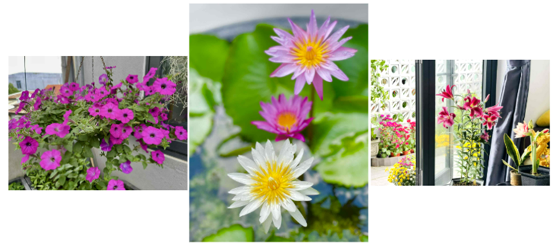 Ngắm khu vườn sân thượng “mùa nào thức nấy” rộng 85m2 của gia đình Đà Nẵng- Ảnh 8. Ngắm khu vườn sân thượng “mùa nào thức nấy” rộng 85m2 của gia đình Đà Nẵng- Ảnh 8.