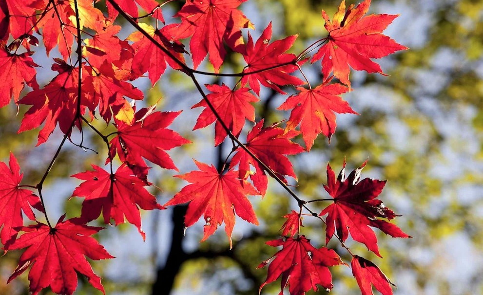 4 loại c&acirc;y kh&ocirc;ng được cắt tỉa v&agrave;o th&aacute;ng 3- Ảnh 2.