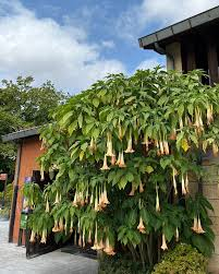 &Ocirc;ng b&agrave; dặn: Tuy rất đẹp nhưng đừng dại m&agrave; trồng 3 lo&agrave;i c&acirc;y n&agrave;y trong nh&agrave;, vừa xui rủi, vừa ảnh hưởng sức khỏe- Ảnh 3.